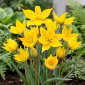 Tulipan Sylvestris - 5 szt.