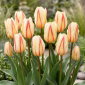 Tulipan White Fire - 5 szt.