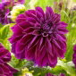 Dalia - Thomas A. Edison