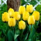 Tulipan Royal Elegance - opak. 5 szt.