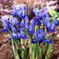 Irys żyłkowany - Iris reticulata - opak. 10 szt.