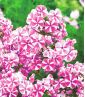 Floks (Phlox) - Płomyk wiechowaty - Peppermint Twist - 1 szt.